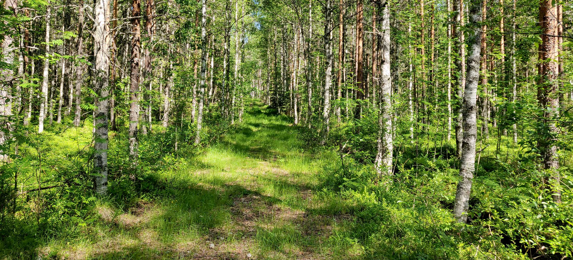 Kuopion kansalaisopisto, luennot ja tapahtumat. Kuvassa koivuinen metsämaisema, keskellä heinittynyt tie.