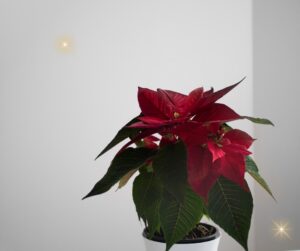 Kuopion kansalaisopisto. Joulun poikkeavat aukioloajat asiakaspalvelussa. Kuvituskuva